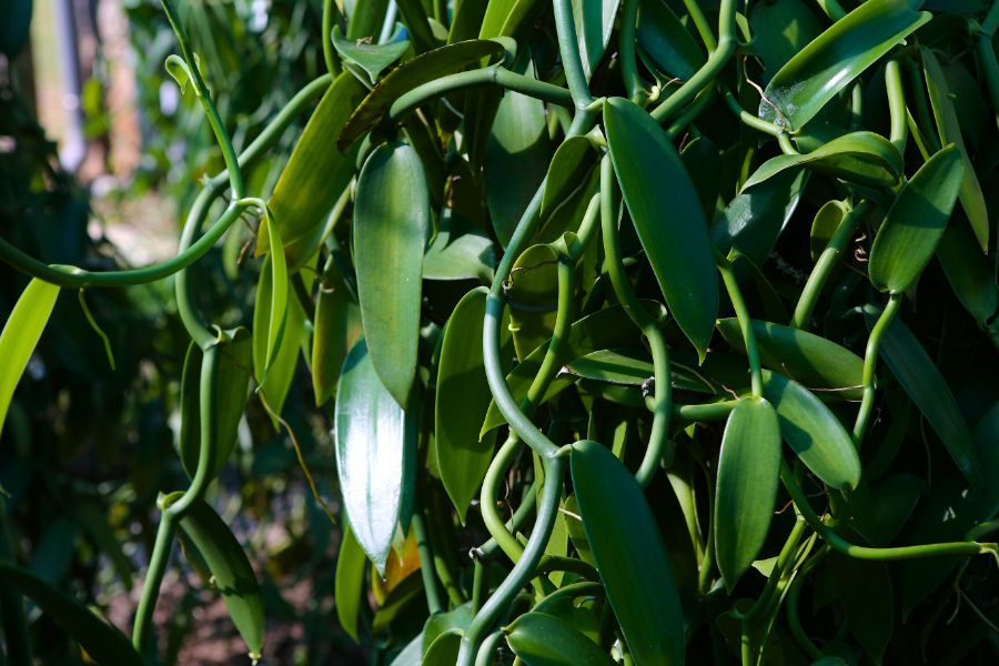 The Hidden Craft of Réunion’s Vanilla Plantations